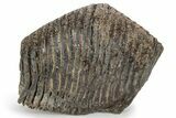 Fossil Woolly Mammoth Upper M Molar - Siberia #238761-2